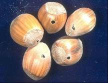 delikli fındık daneleri